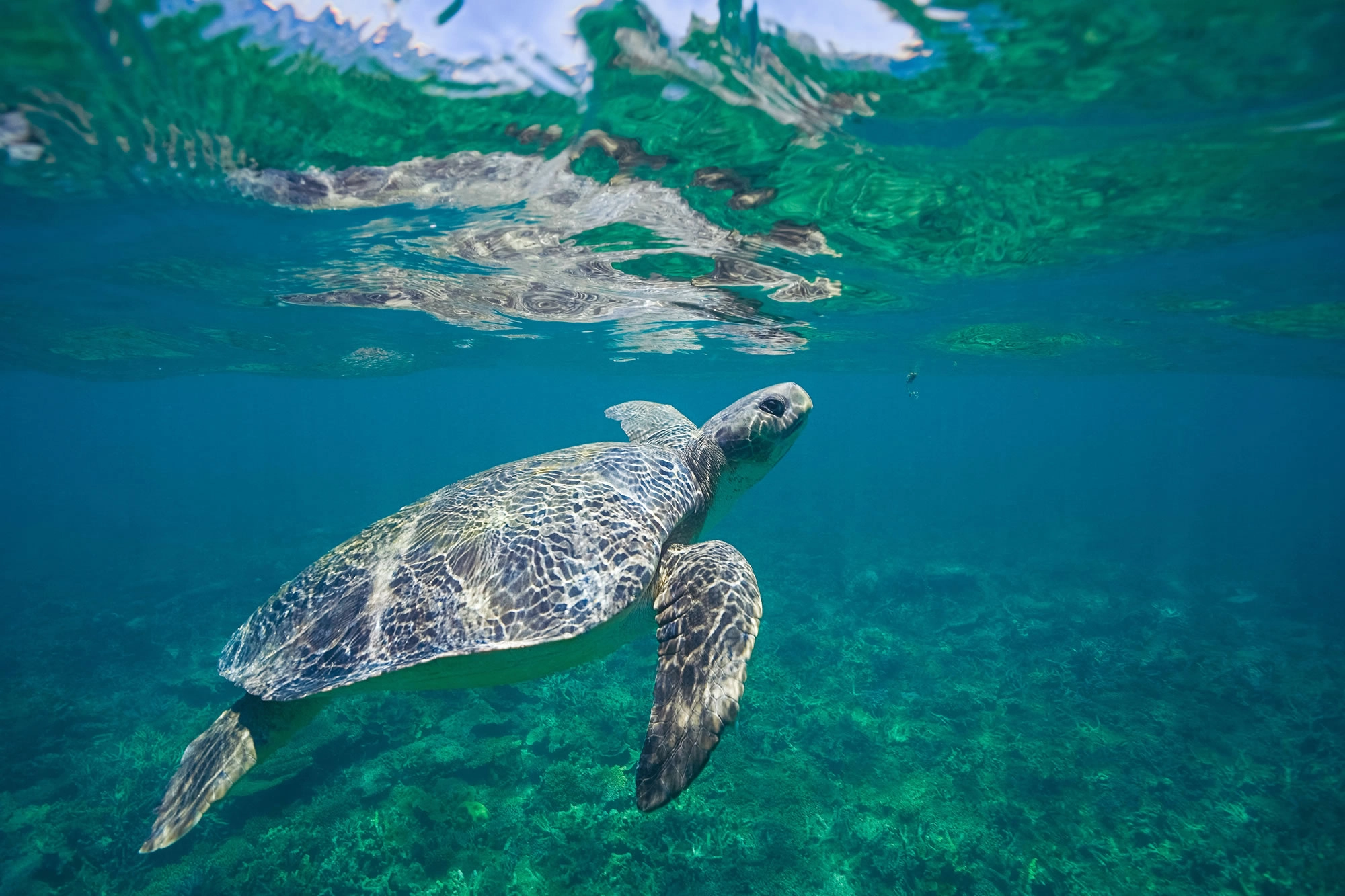 underwater shot of a flatback sea turtle