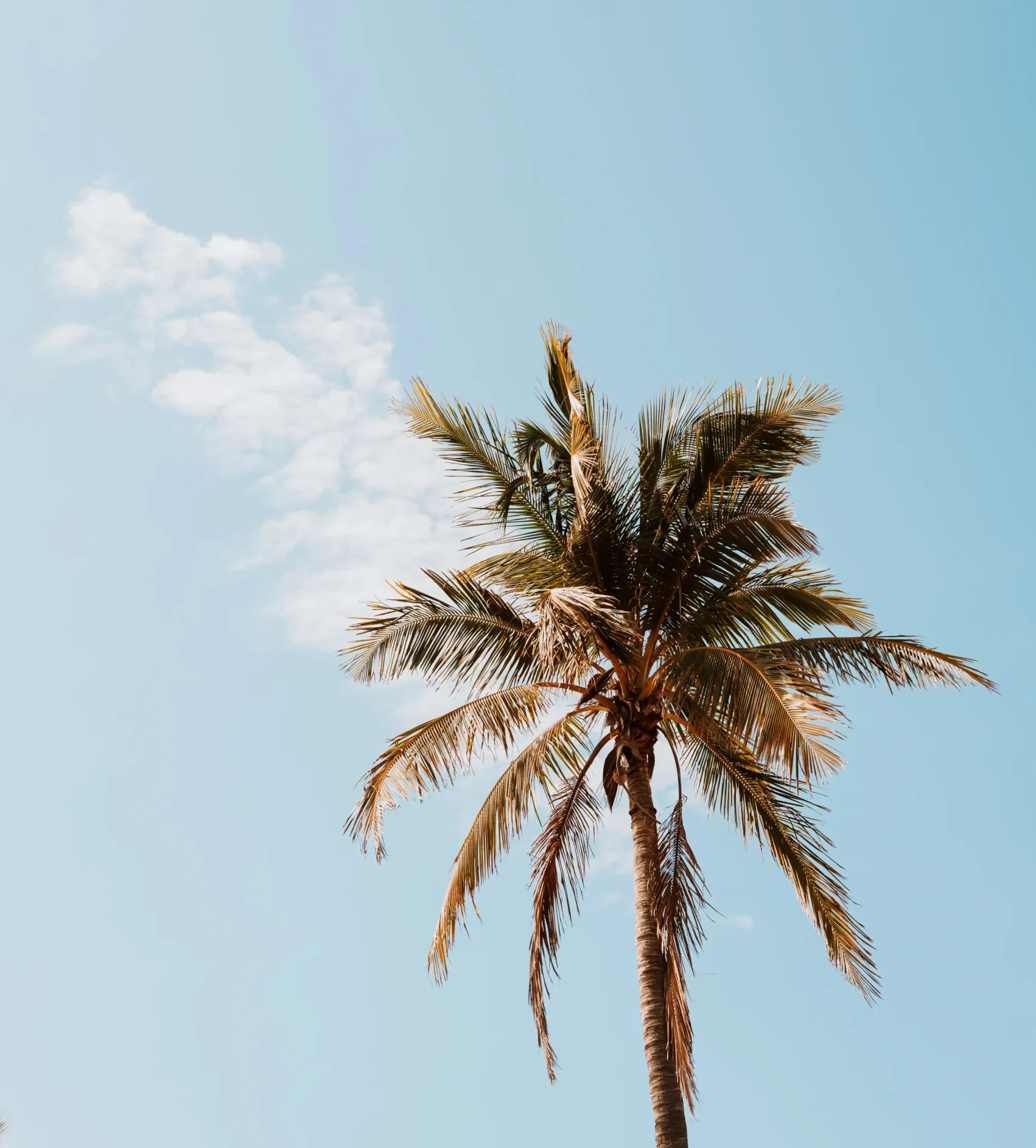 Photo of a palm tree with blue sky in the background