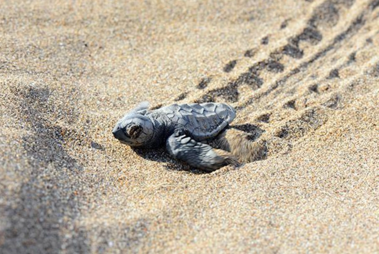 A baby turtle hatchling is making its way across the beach in Port Hedland