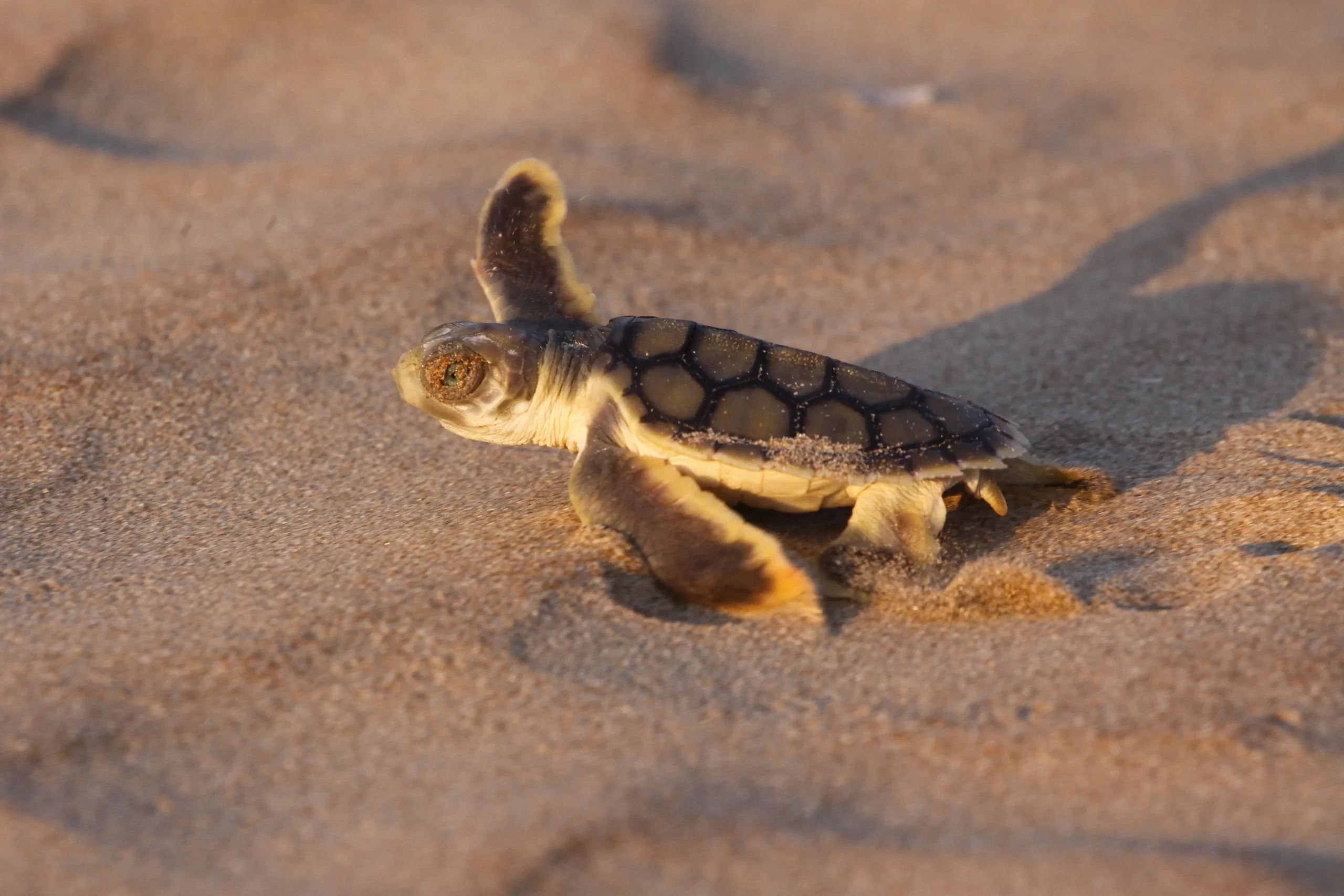 close up of baby turtle making its way across the beach