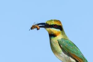 An Australian bird in Port Hedland